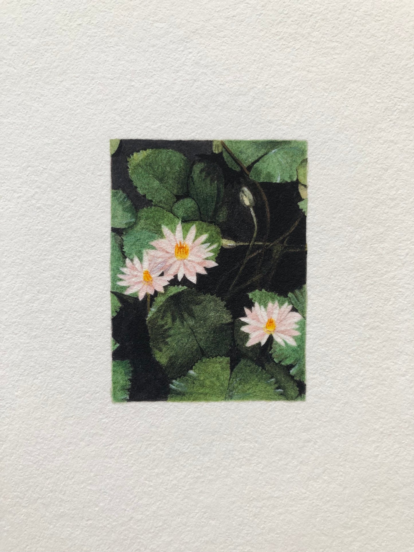 A miniature art print depicting three pink water lilies among green lily pads on a dark background.