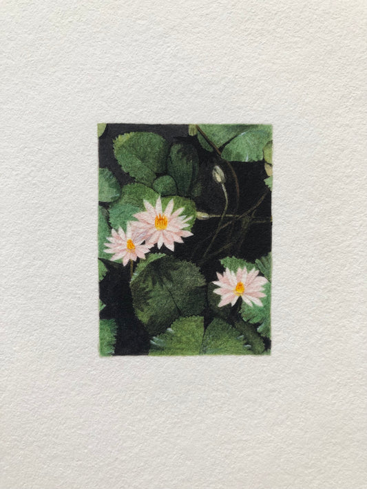 A miniature art print depicting three pink water lilies among green lily pads on a dark background.