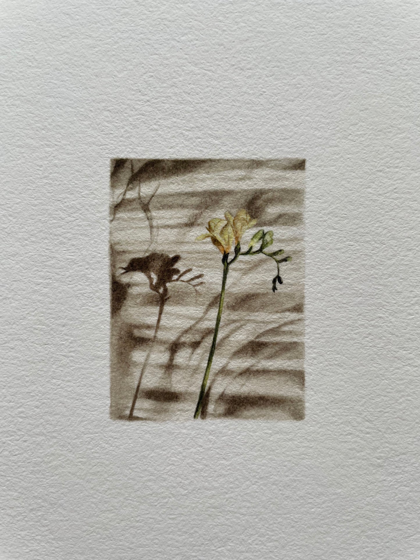 Light textured paper with a tiny print of a flower casting shadows on a light surface