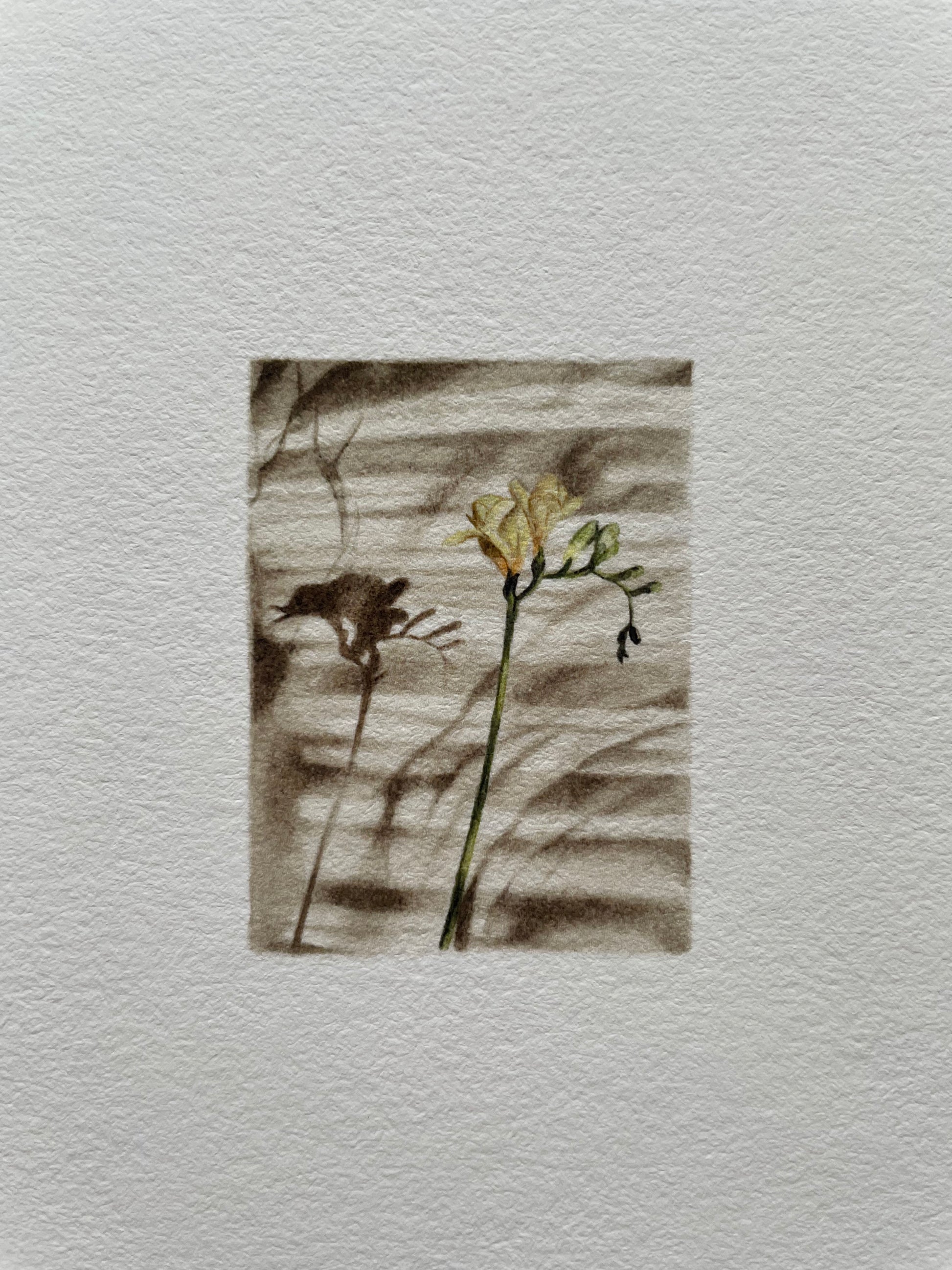 Light textured paper with a tiny print of a flower casting shadows on a light surface