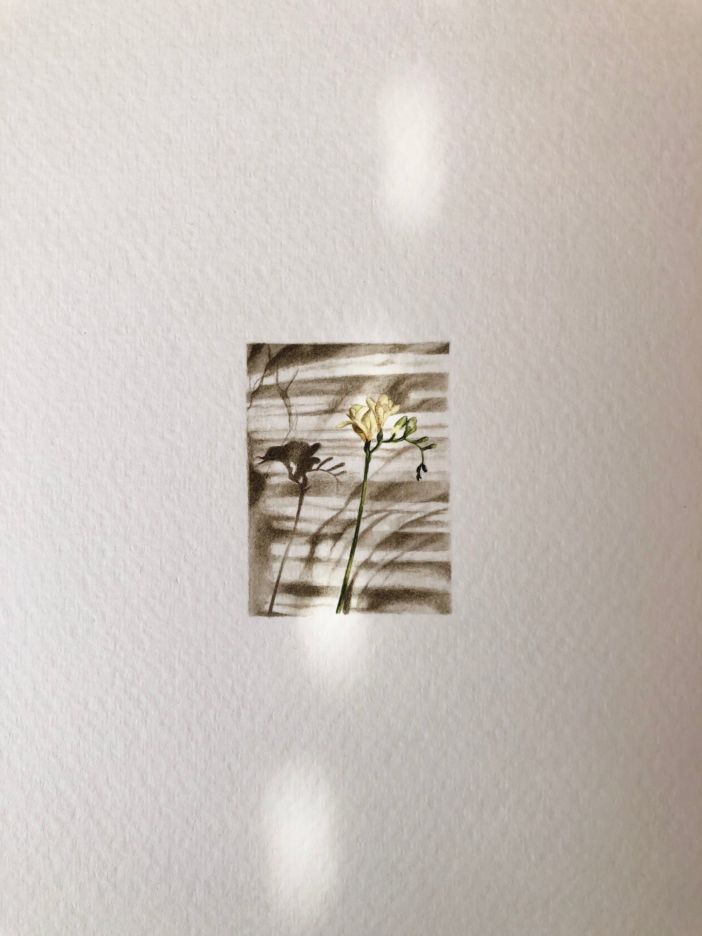 Ephemeral Blooms